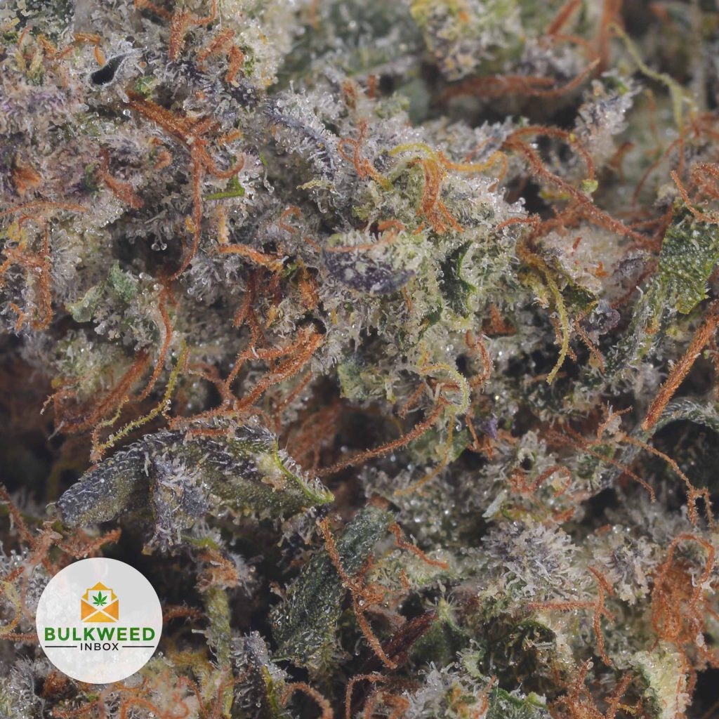 PLATINUM-ROCKSTAR-2