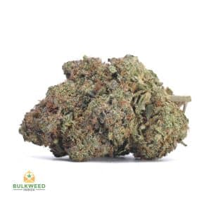 PLATINUM-ROCKSTAR