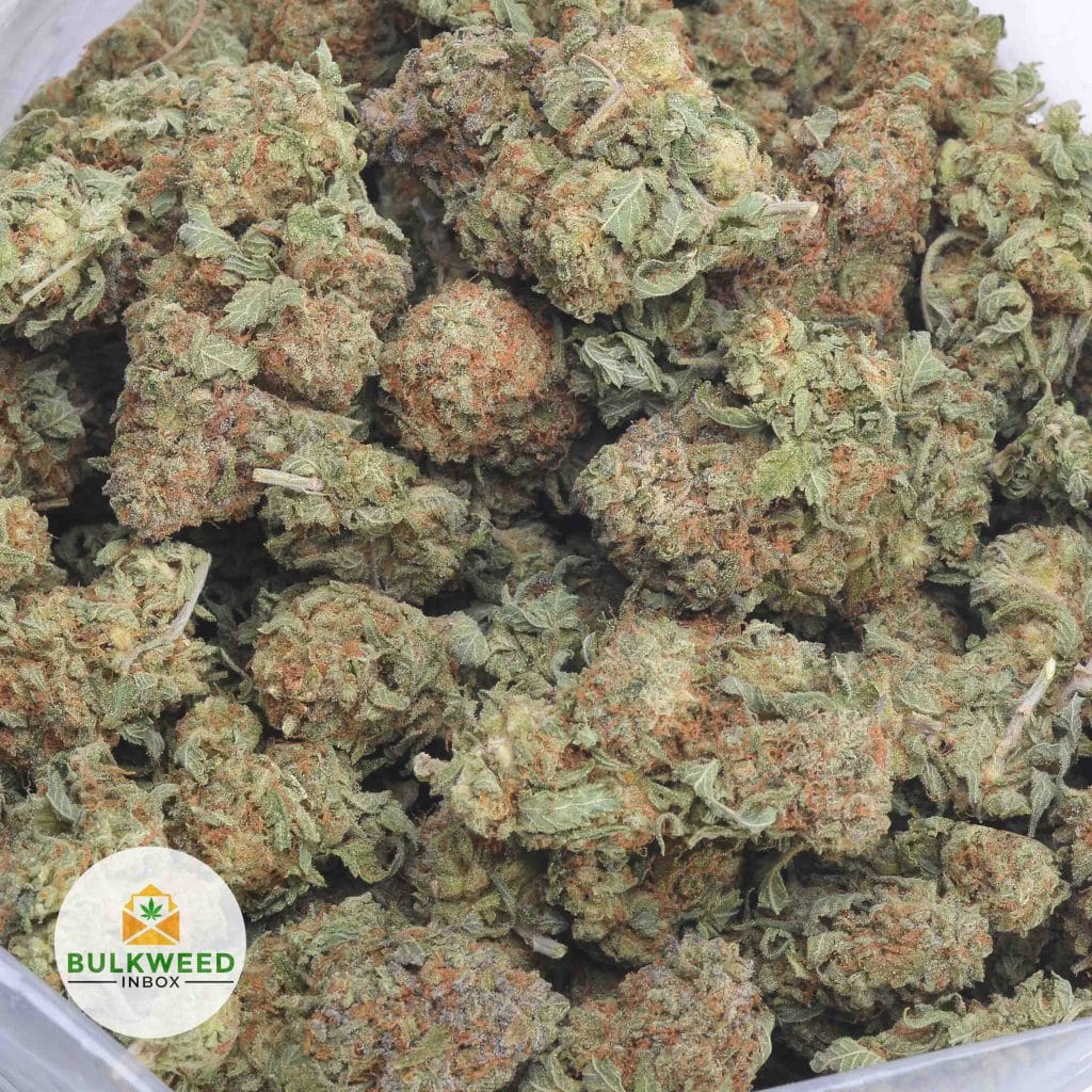 PURPLE-SKUNK-3