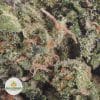 SKUNK-1-2