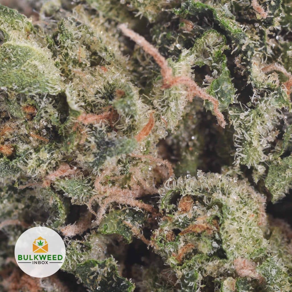 SKUNK-1-2