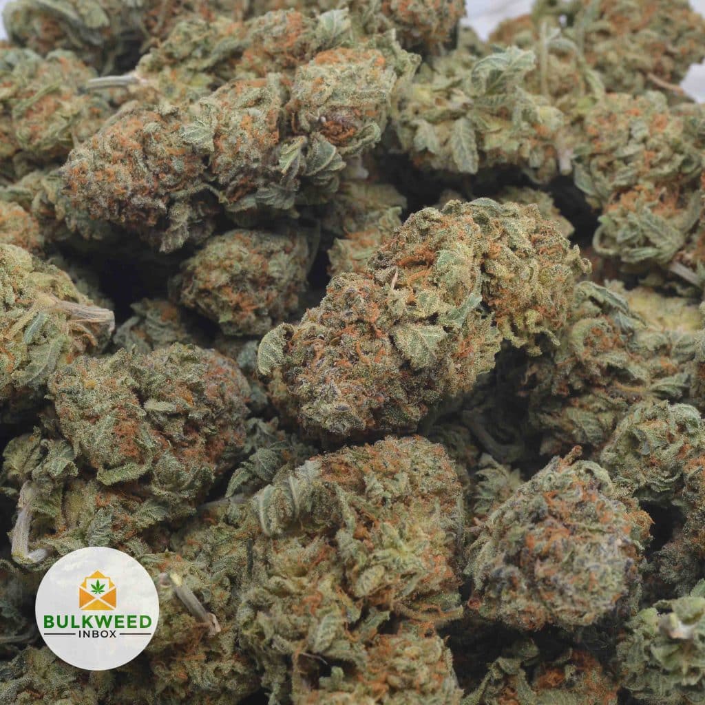 SKUNK-1-3-2