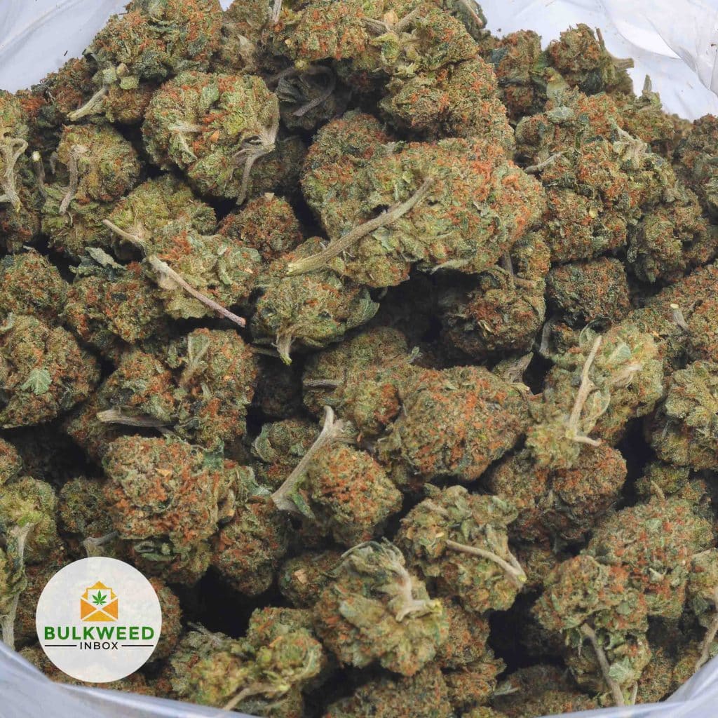 SKUNK-OG-2