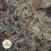 WHITE-DIAMOND-2