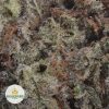 WHITE-WIDOW-2