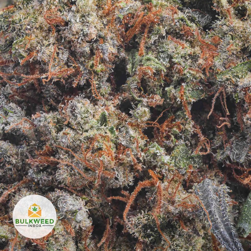 BIG-BUDDHA-CHEESE-AAA2-2