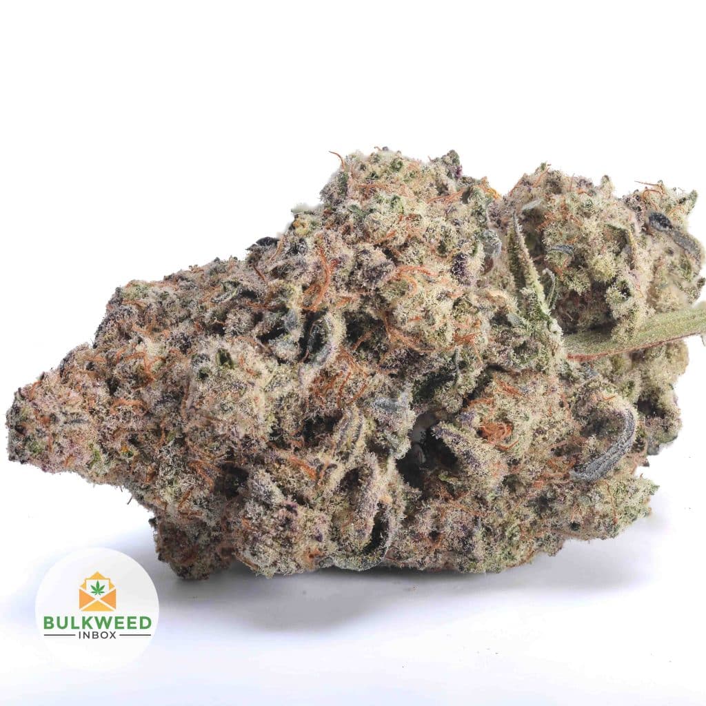 BISCOTTI-AAA1-2