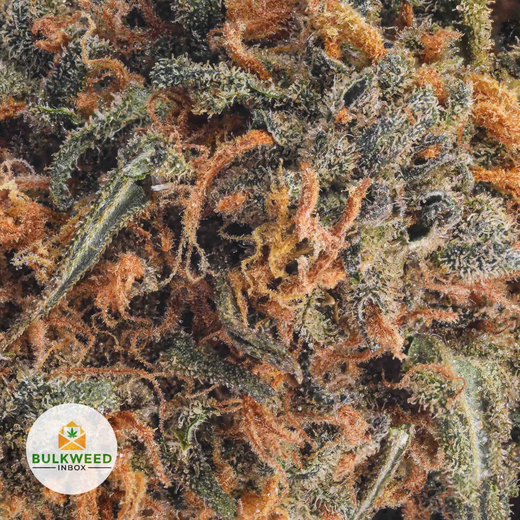 BLACK-NUKEN-BB2-2