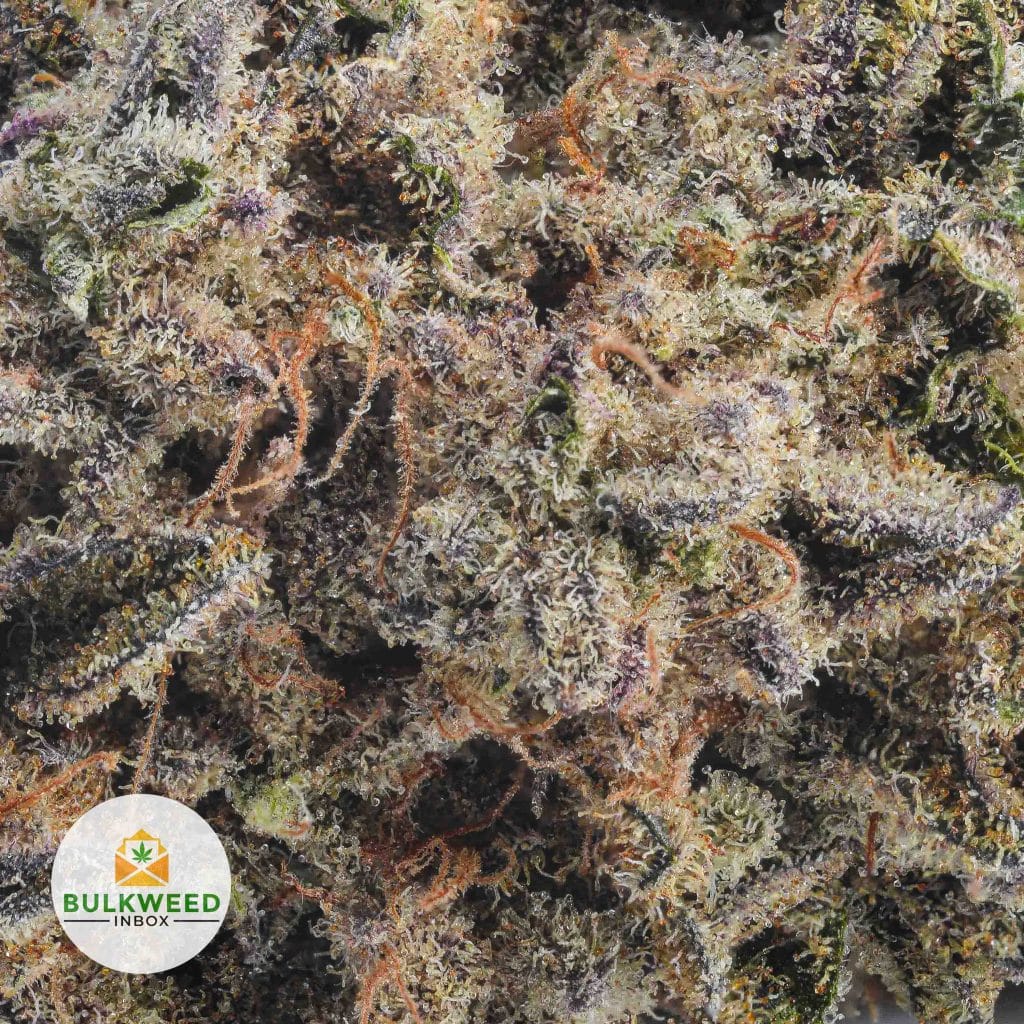 BLUE-WIDOW-AAA2-2