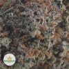 DURBAN-POISON-AAA2-2