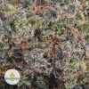 FULL-MOON-KOOTNEY-CRAFT-FARMS-AAAA2-2