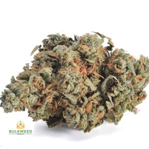 GATOR-BREATH-BB1-2