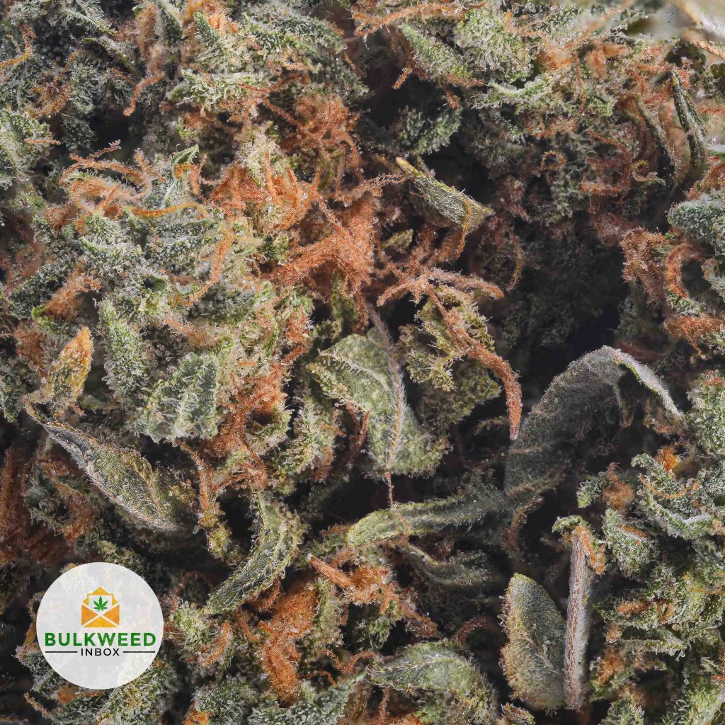 GATOR-BREATH-BB2-2