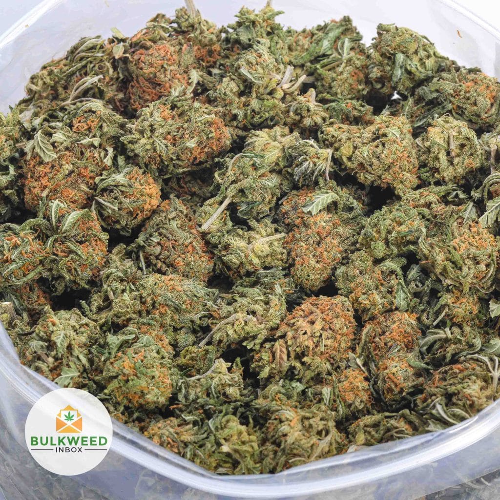 HAZE-BERRY-AA-2