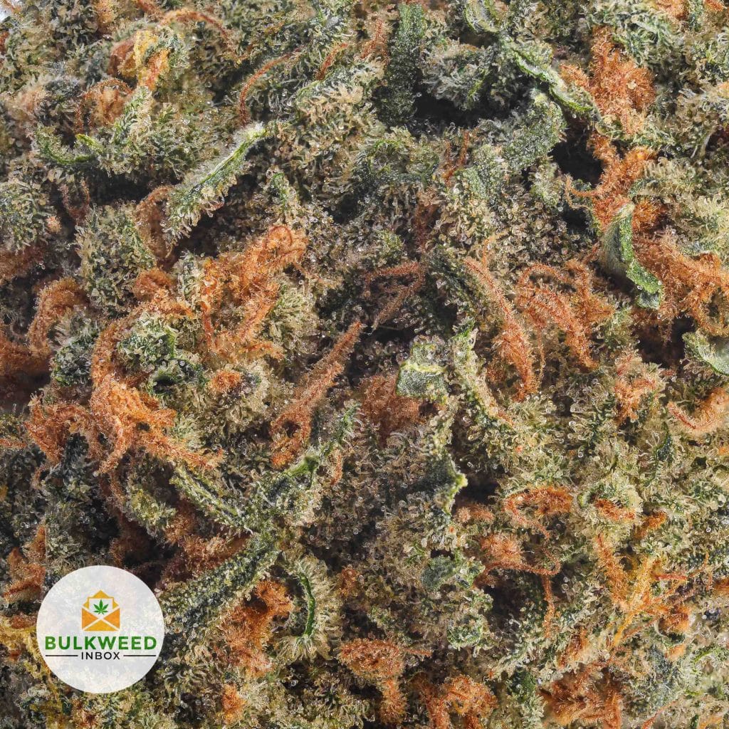 HAZE-BERRY-AA2-2