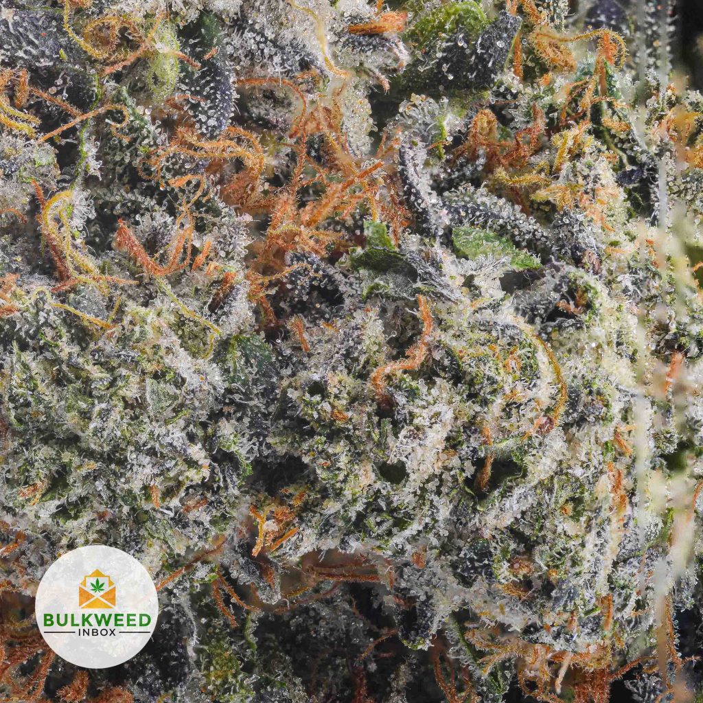 KUSH-GOD-AAAA2-2