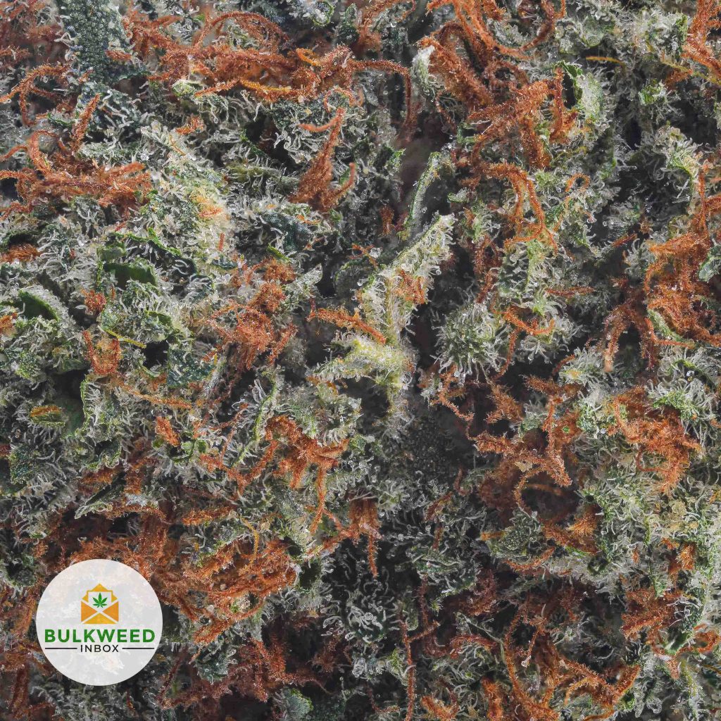 OG-KUSH-BB2-2