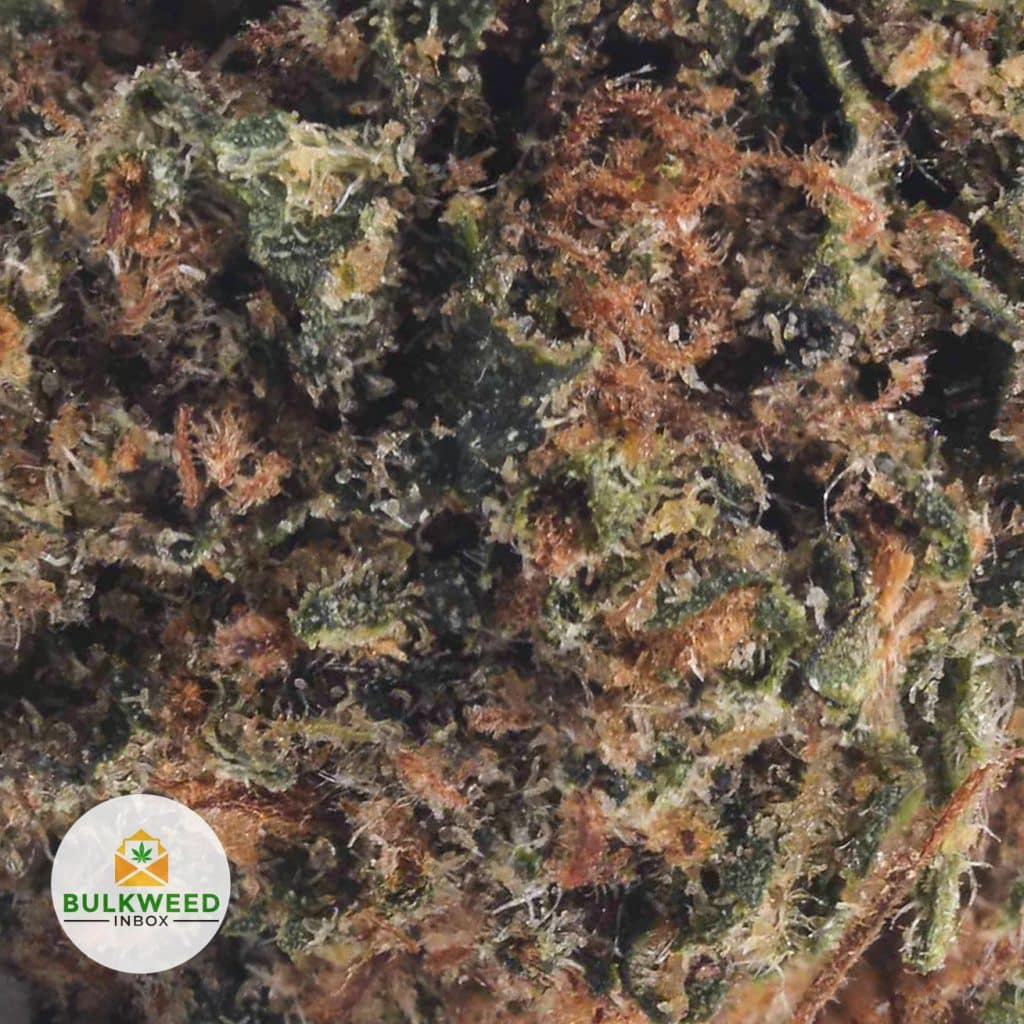 PINK-BUBBA-POPCORN1-3