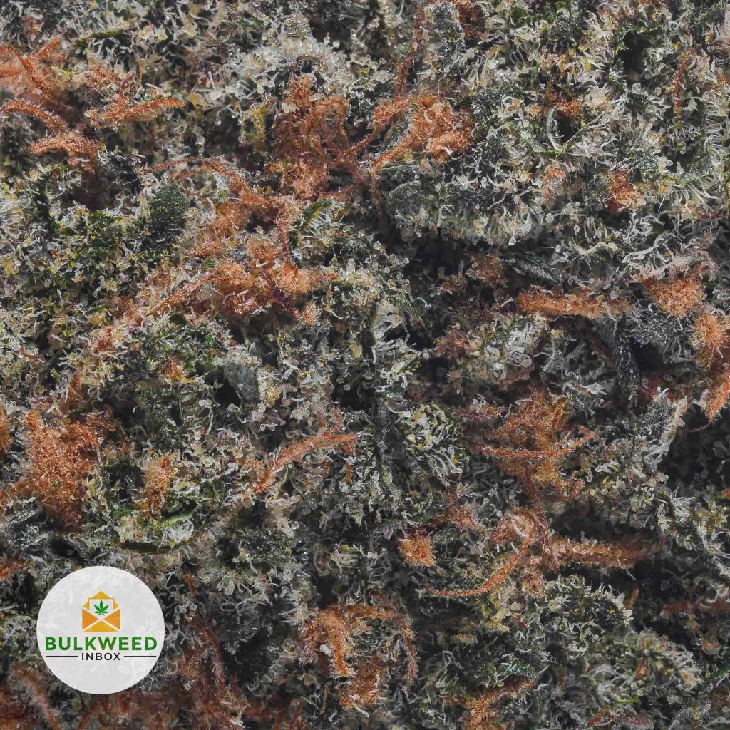 PURPLE-HAZE-AAA2-2