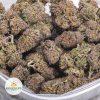 PURPLE-PUNCH-BBAAAA-2