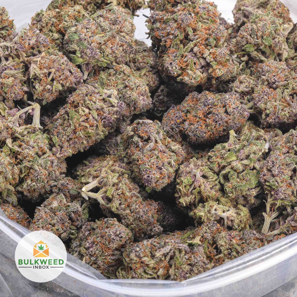 PURPLE-PUNCH-BBAAAA-2