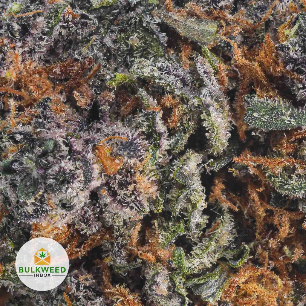 PURPLE-PUNCH-BBAAAA2-2