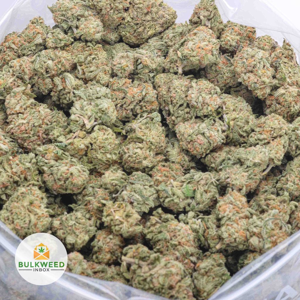 SKYWALKER-OG-AAA-2