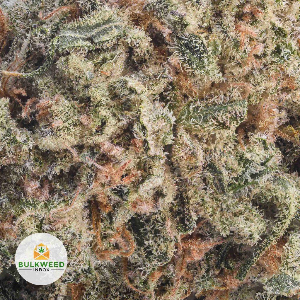 TAHOE-OG-AA2-2