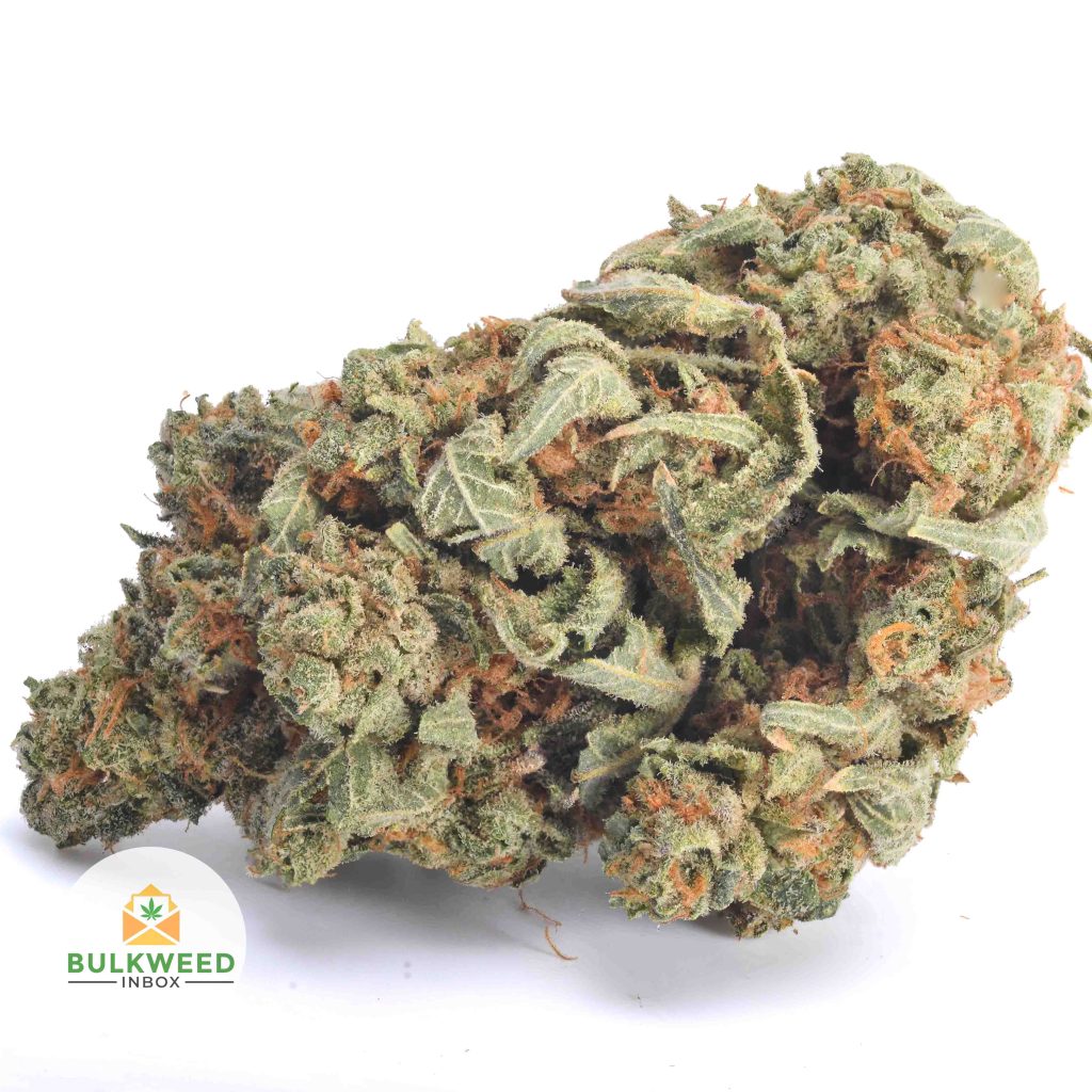 TROPIC-THUNDER-BB1-2