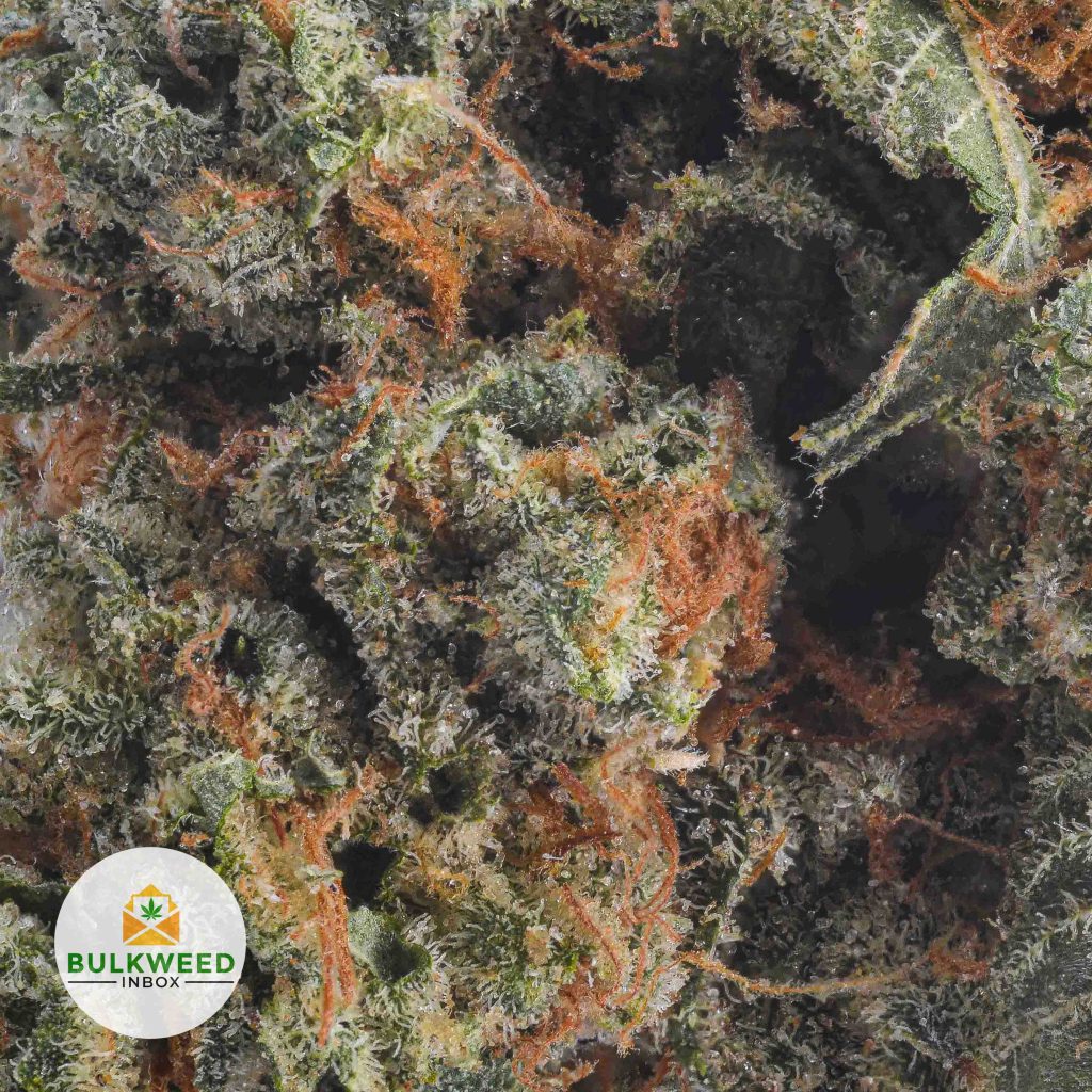TROPIC-THUNDER-BB2-2