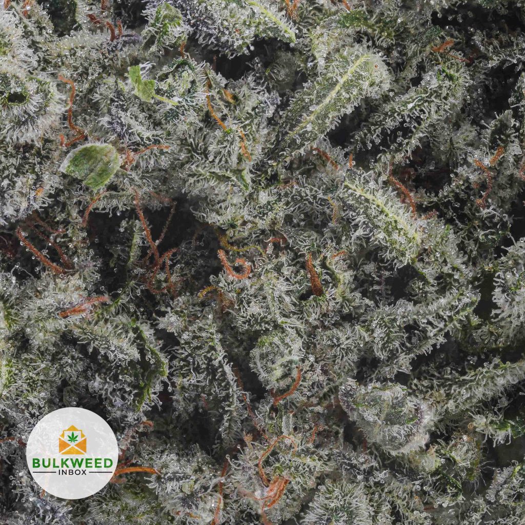 AMNESIA-HAZE-BBAAA2-2