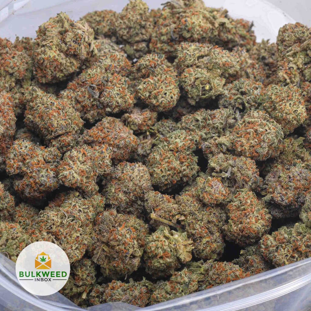 GORILLA-GLUE-AAA-2