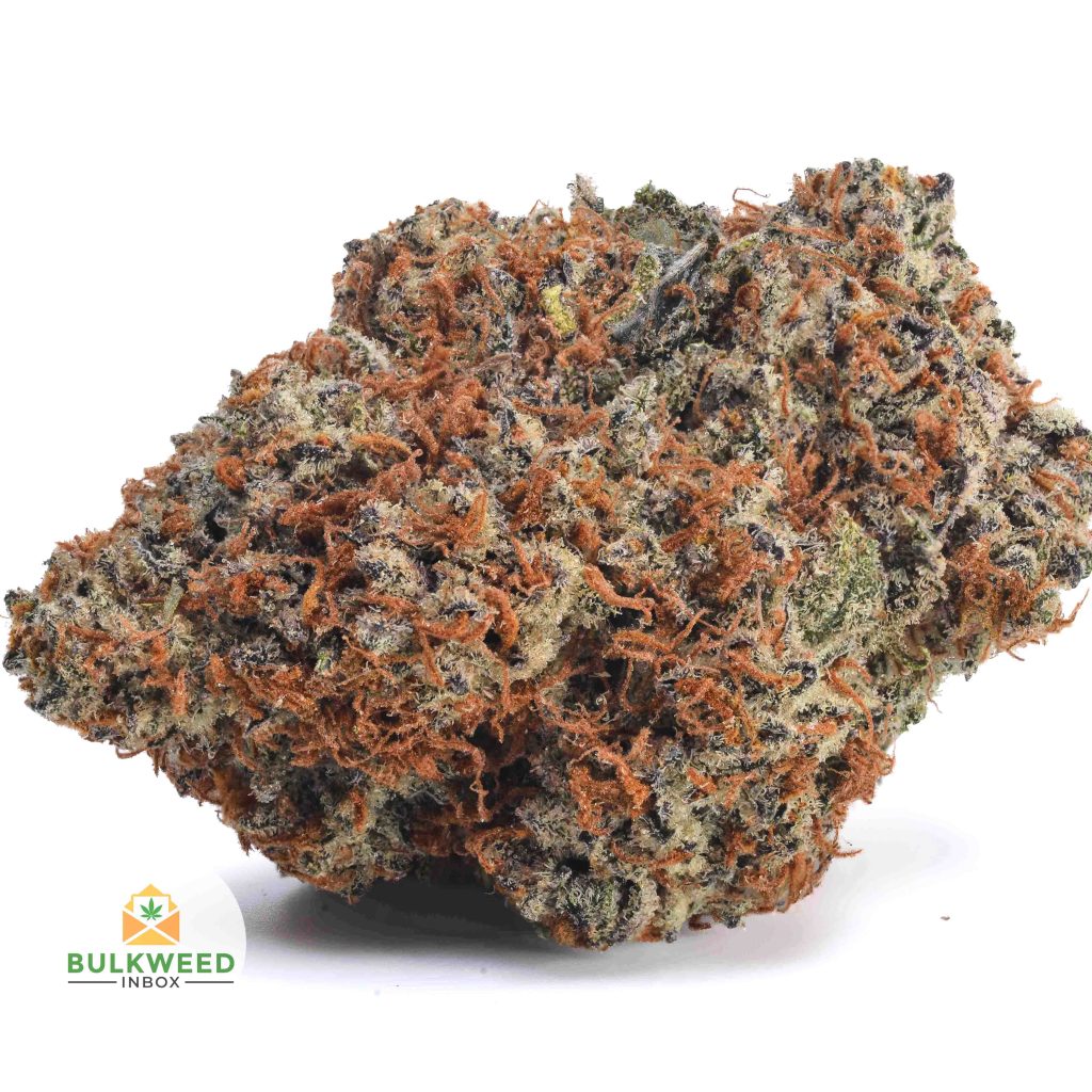 GORILLA-GLUE-AAA1-2