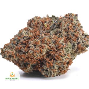 GORILLA-GLUE-AAA1-2