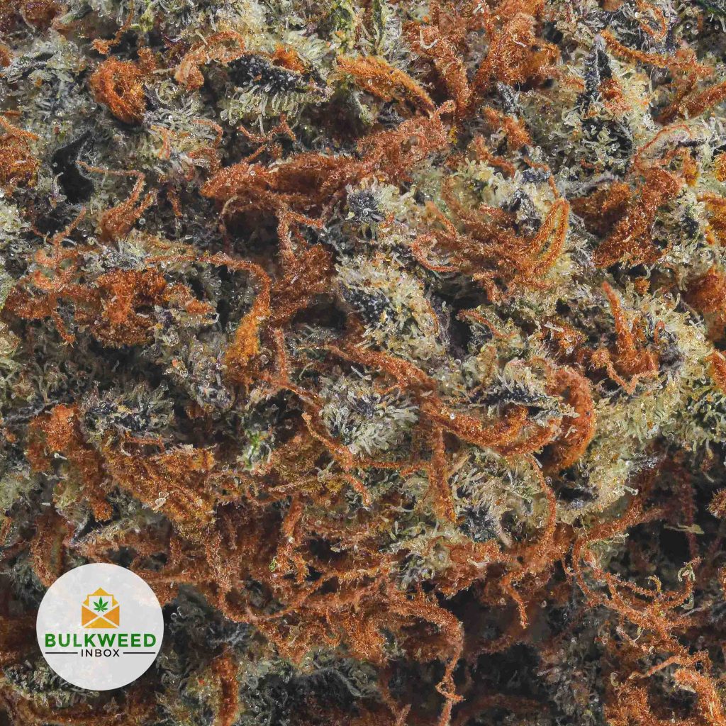 GORILLA-GLUE-AAA2-2