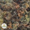 LEMON-SOUR-DIESEL-AA2-2