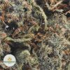MAUI-WOWIE-POPCORN-AAA2-2