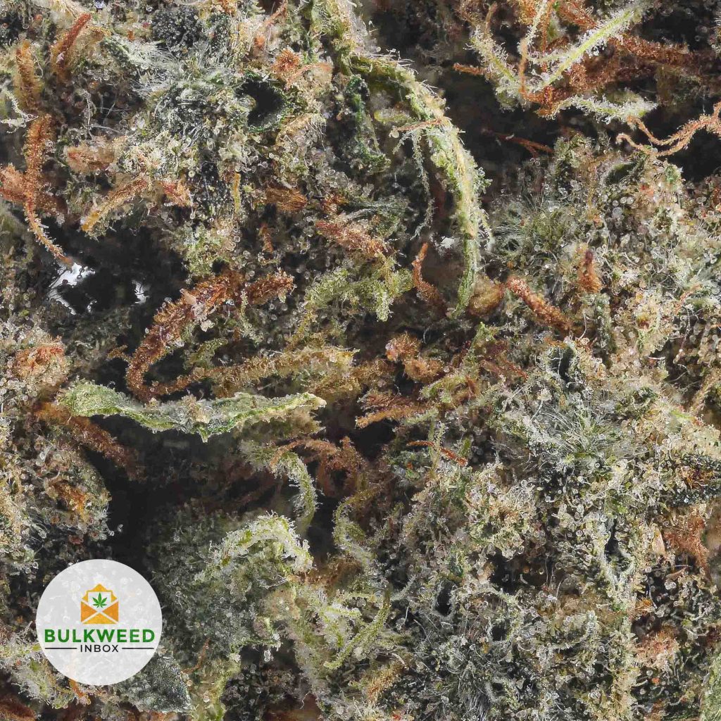 MAUI-WOWIE-POPCORN-AAA2-2