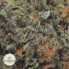 MOBY-DICK-BB2-2