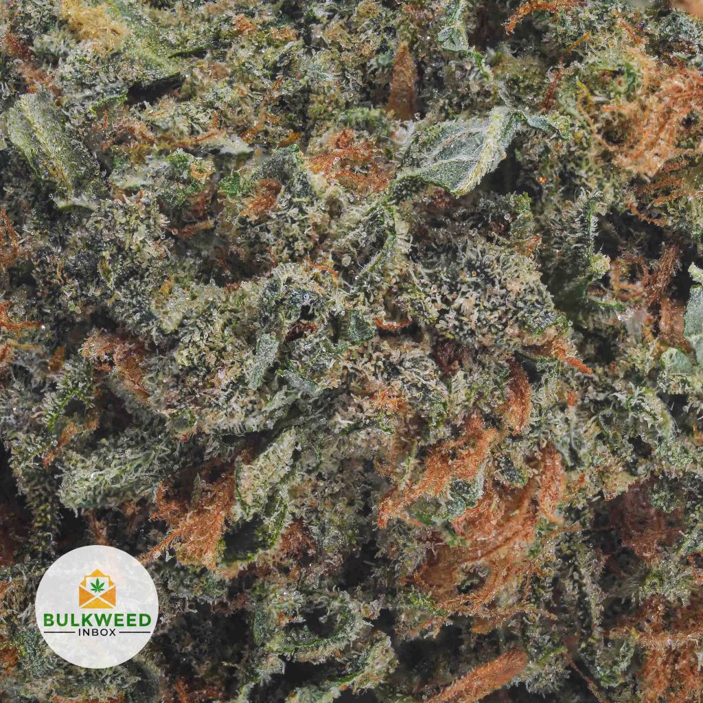 MOBY-DICK-BB2-2