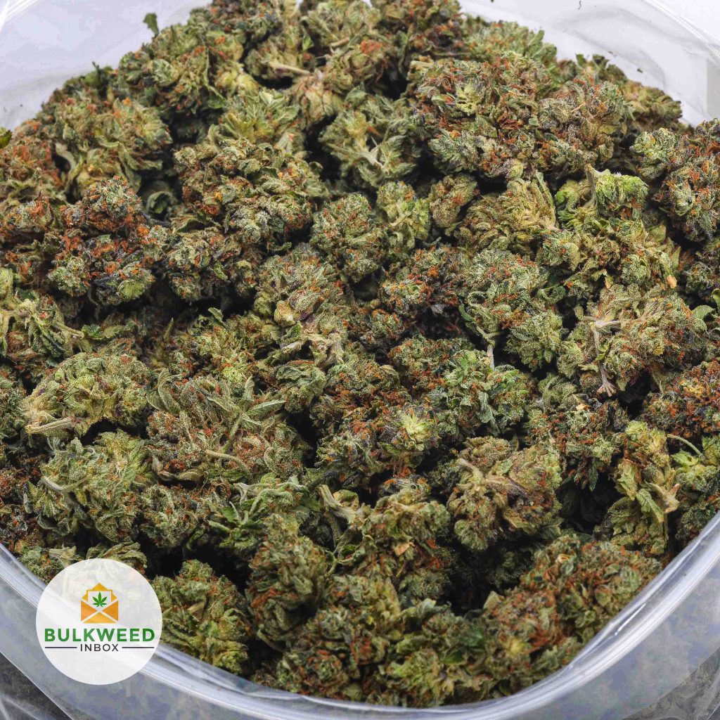 PINK-BUBBA-AA-2