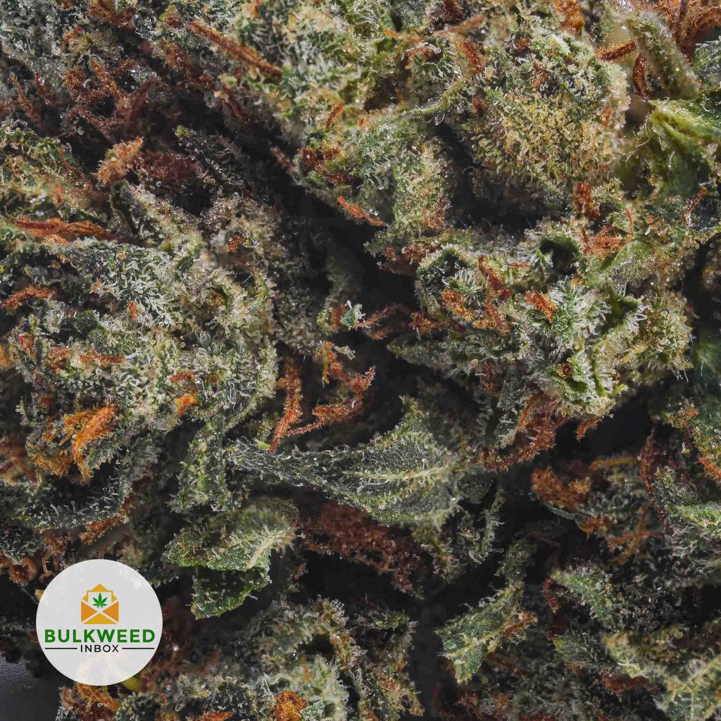 PINK-BUBBA-AA2-2