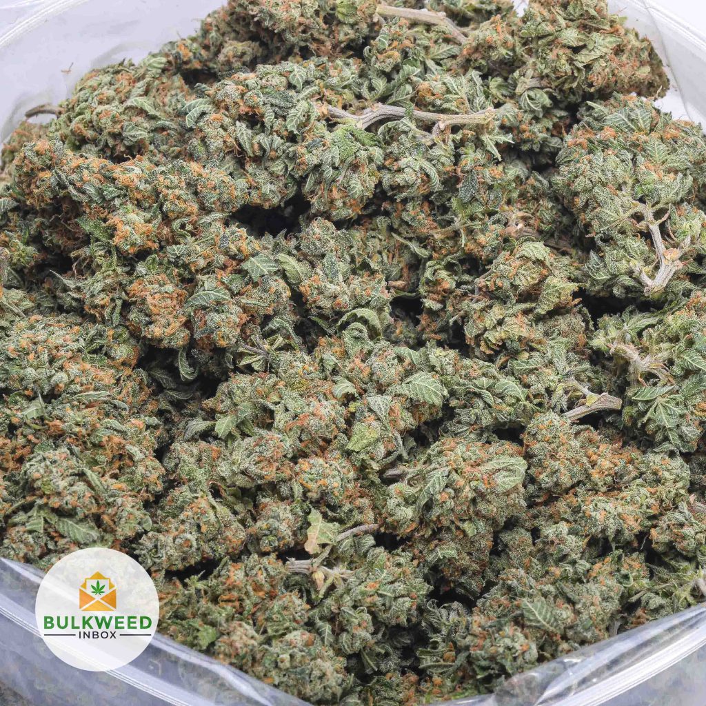 SUPER-SILVER-HAZE-BB-2