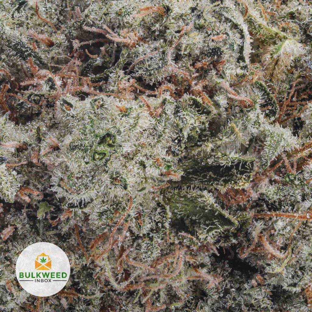 WHITE-WIDOW-AAA2-2