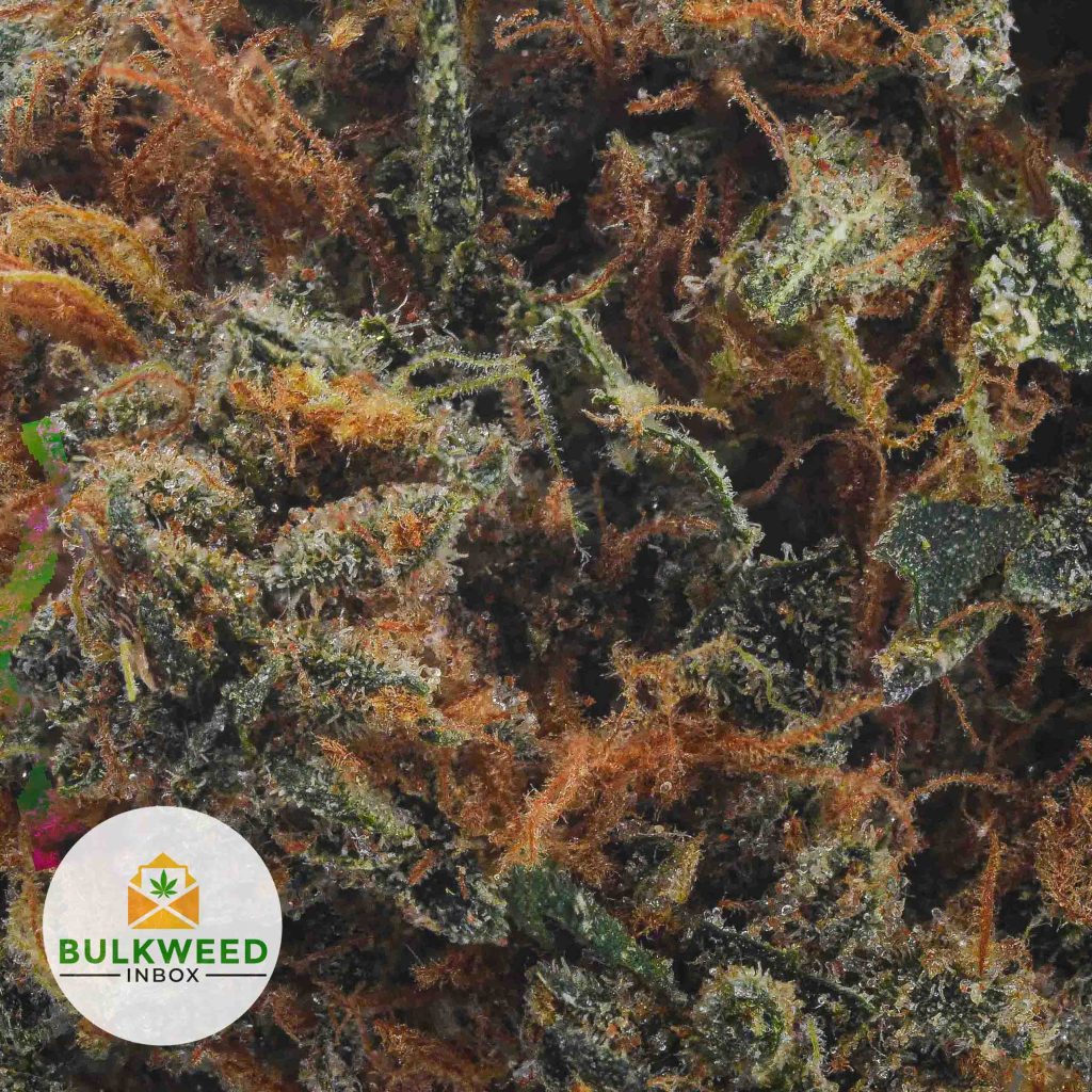 BANANA-KUSH-BB2-2