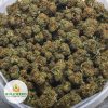 BLACK-GAS-Budget-Bud-2-1