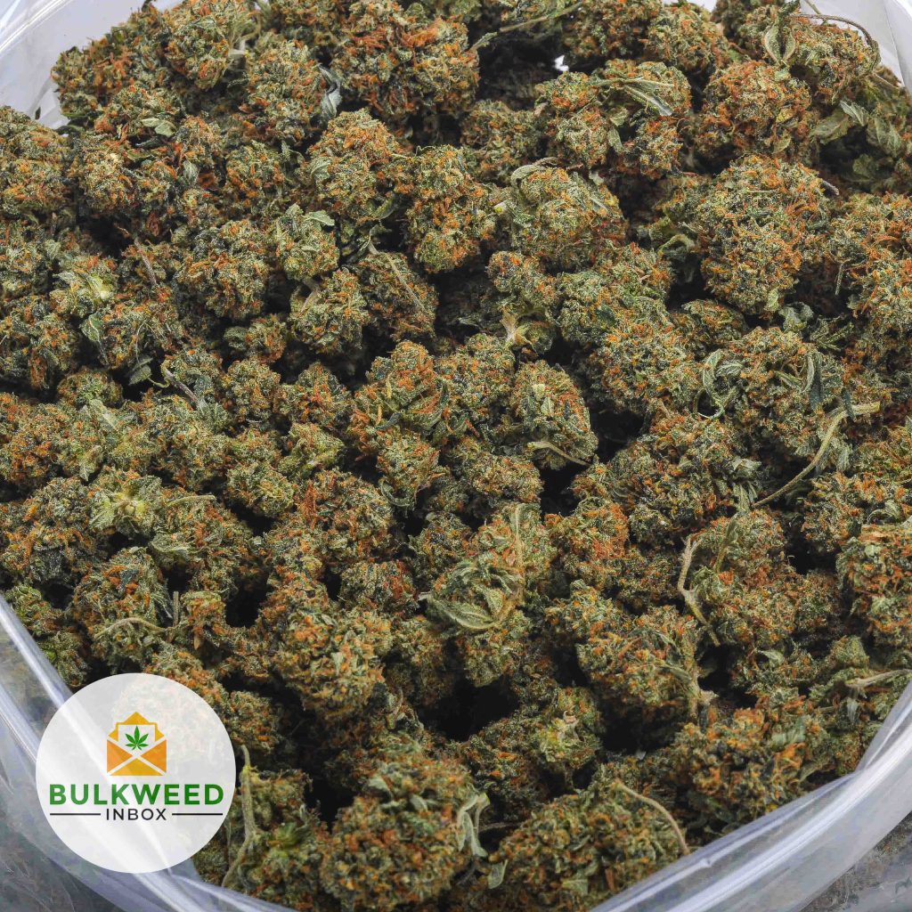 BLACK-GAS-Budget-Bud-2-1