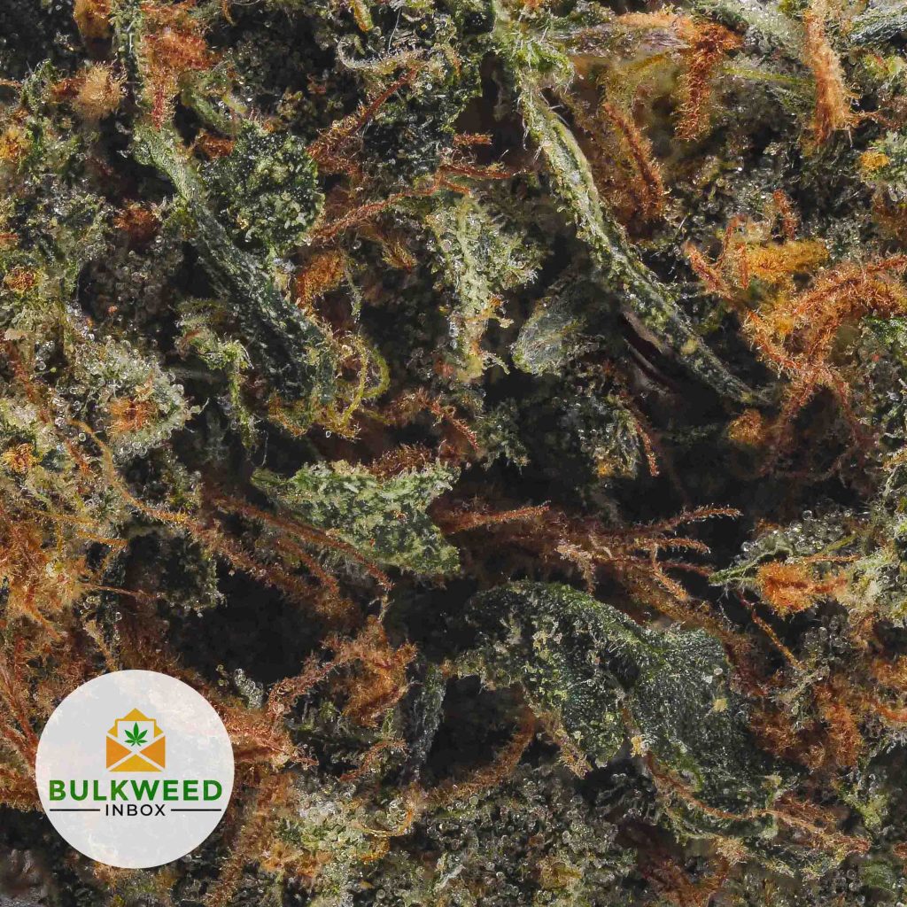 BLACK-GAS-Budget-Bud-21-2