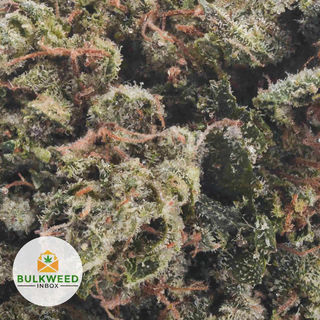 GALACTIC-DIESEL-POPCORN-AAA1-3