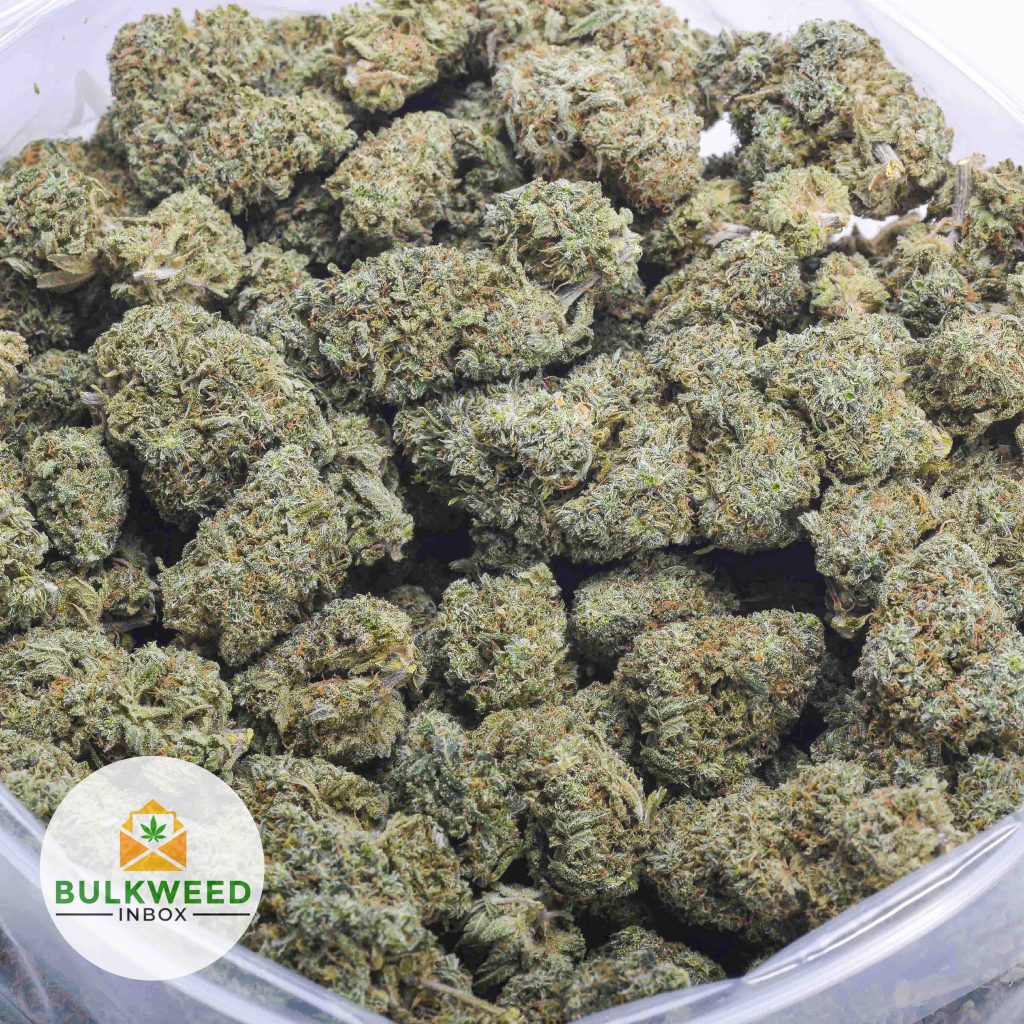 GRAPEFRUIT-BBAAAA-2